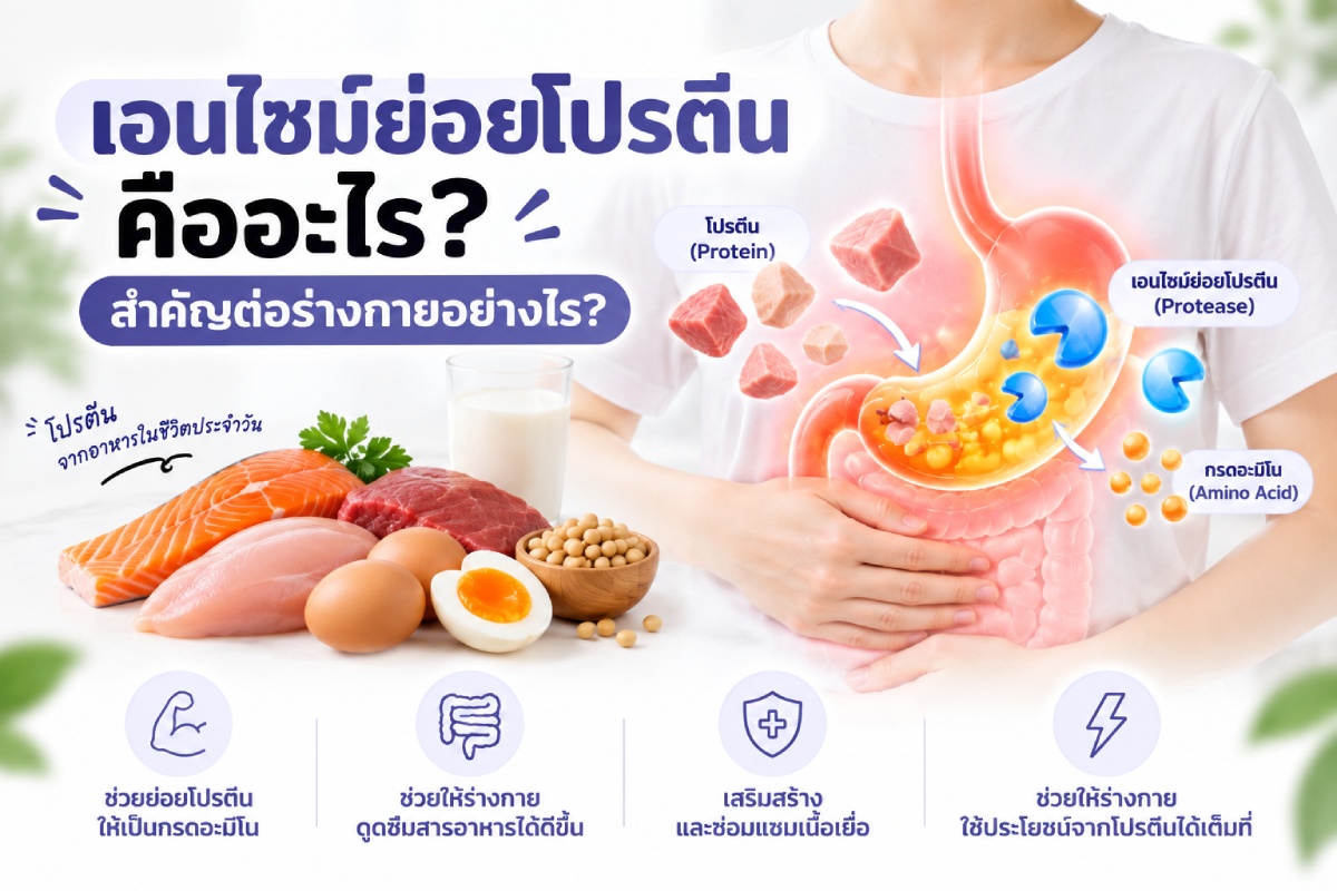 เอนไซม์ย่อยโปรตีนคืออะไร